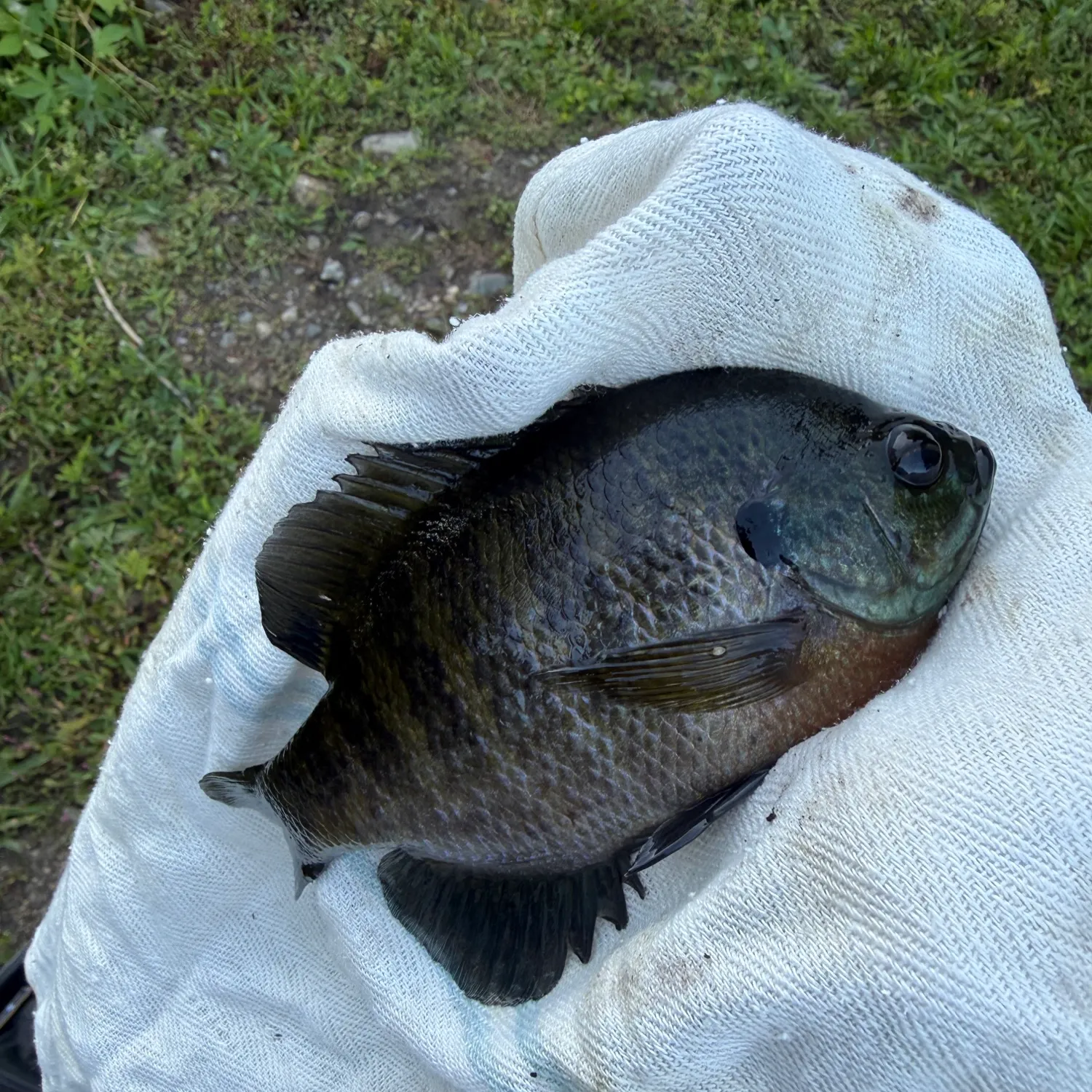 Bluegill caught on Fishbrain