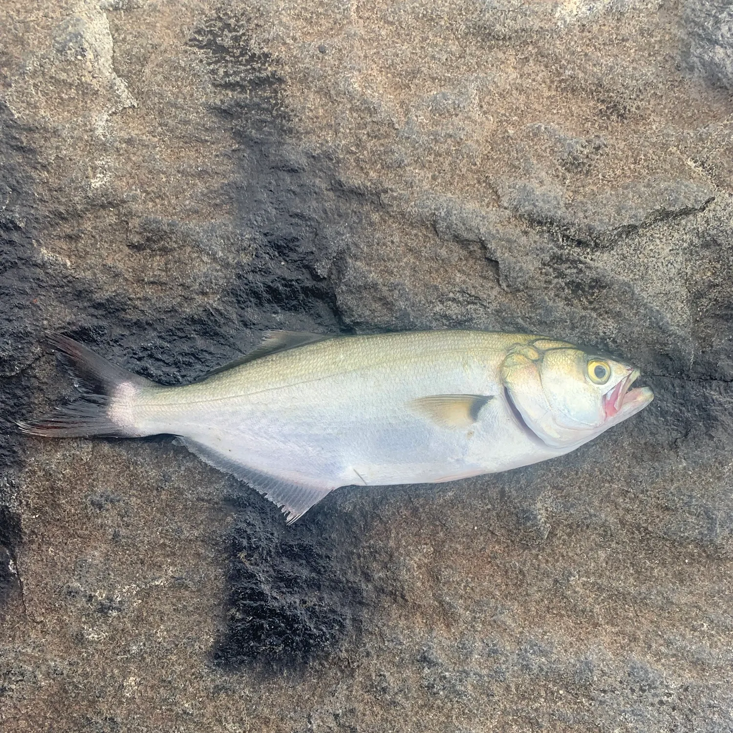 Bluefish caught on Fishbrain