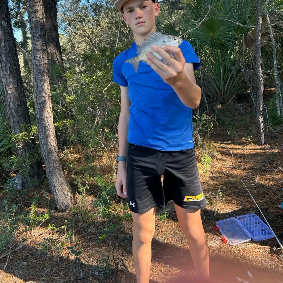 Pinfish caught on Fishbrain