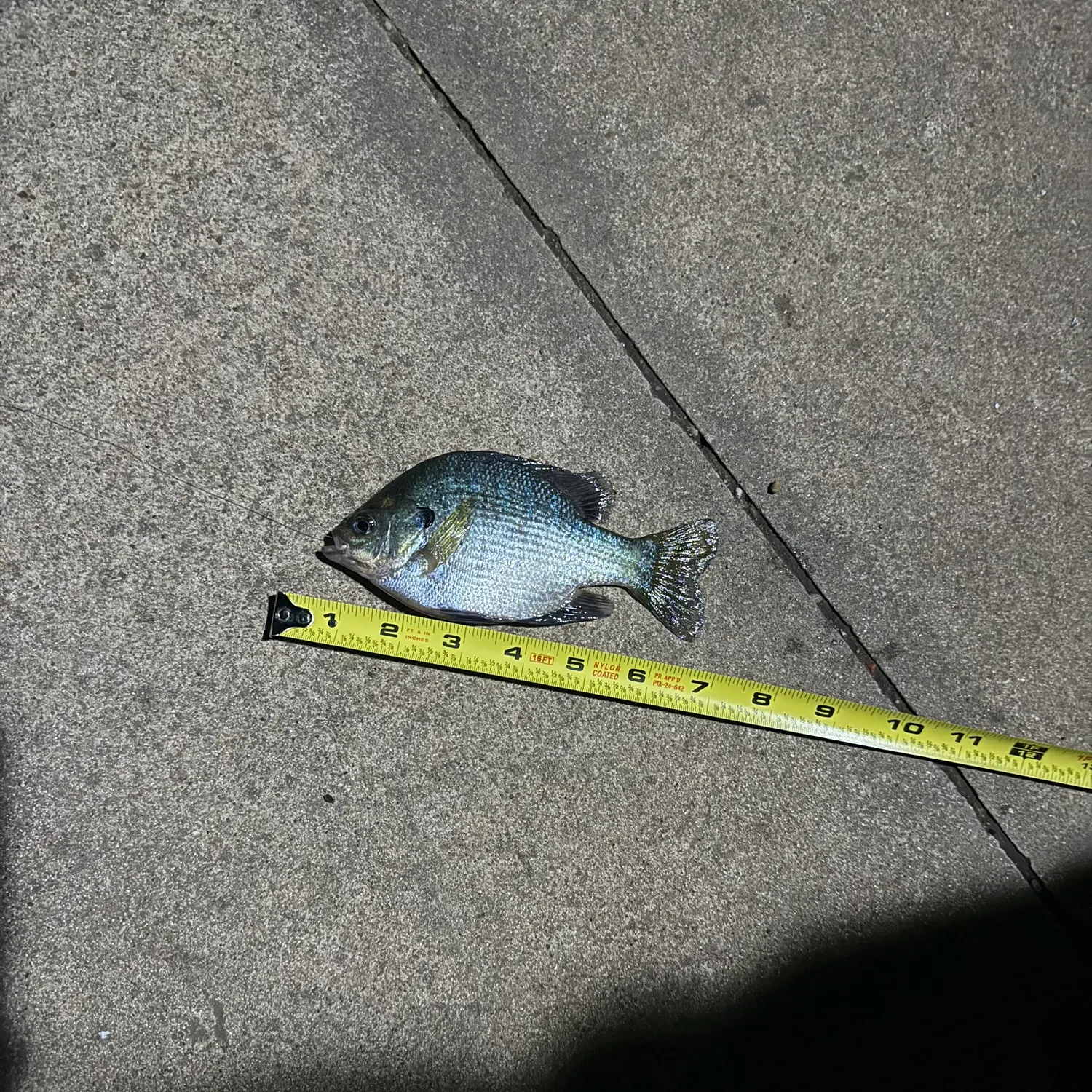 recently logged catches