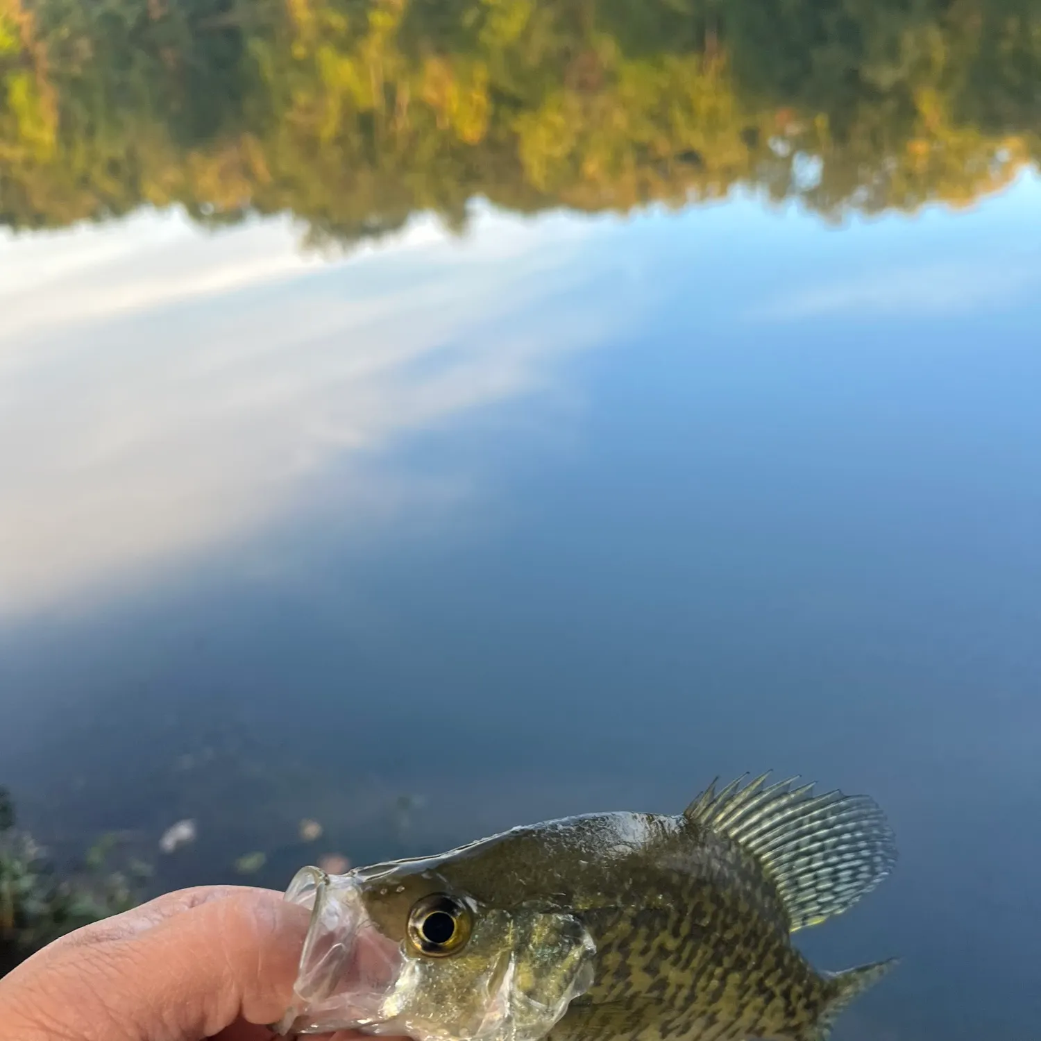 Black crappie caught on Fishbrain