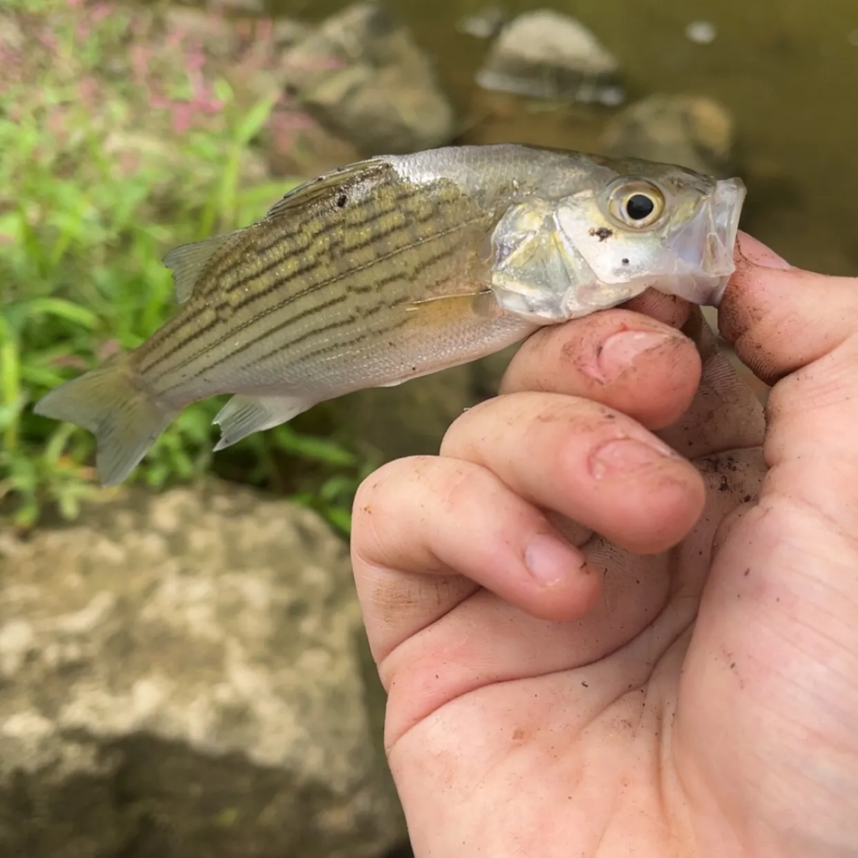 Wiper caught on Fishbrain