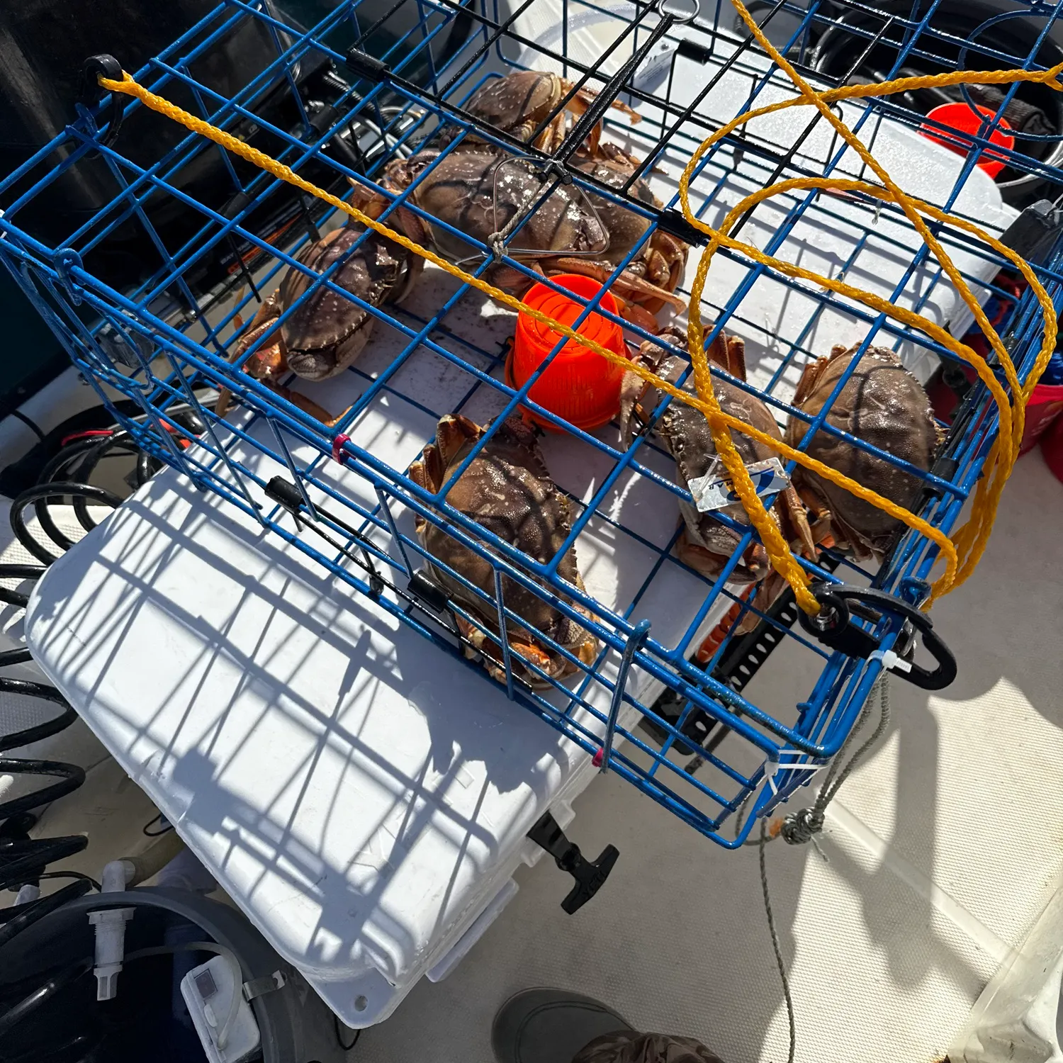 The most recent Dungeness crab catches on Fishbrain