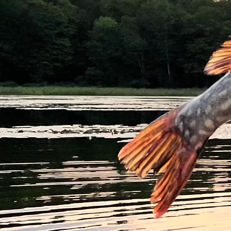 Northern pike caught on Fishbrain