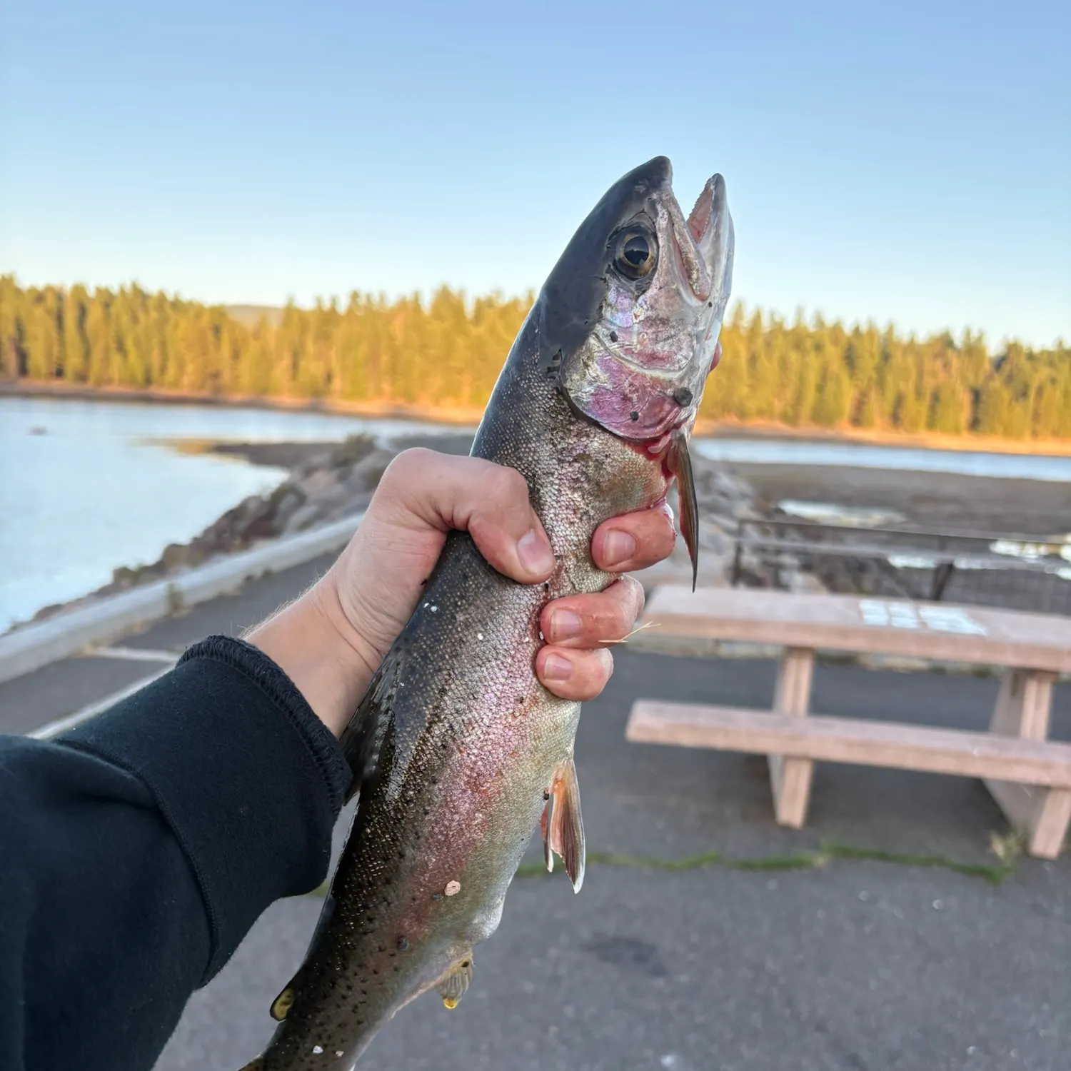 Rainbow trout caught on Fishbrain