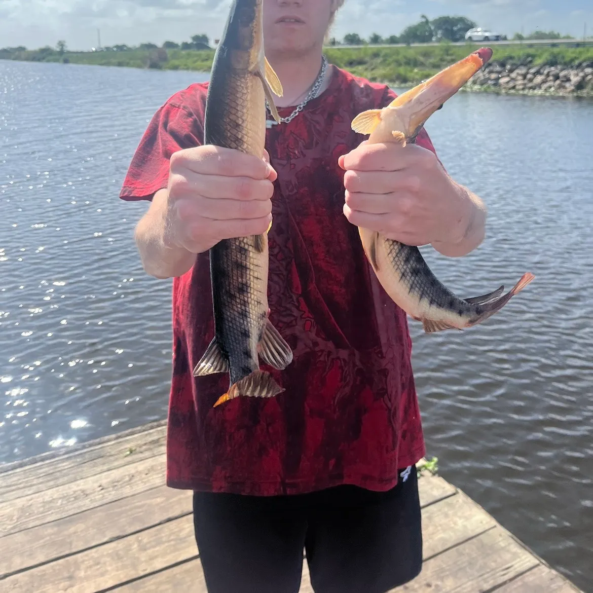 The most recent Florida gar catches on Fishbrain
