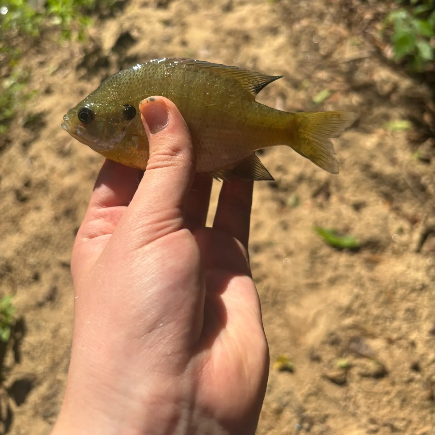 Bluegill caught on Fishbrain
