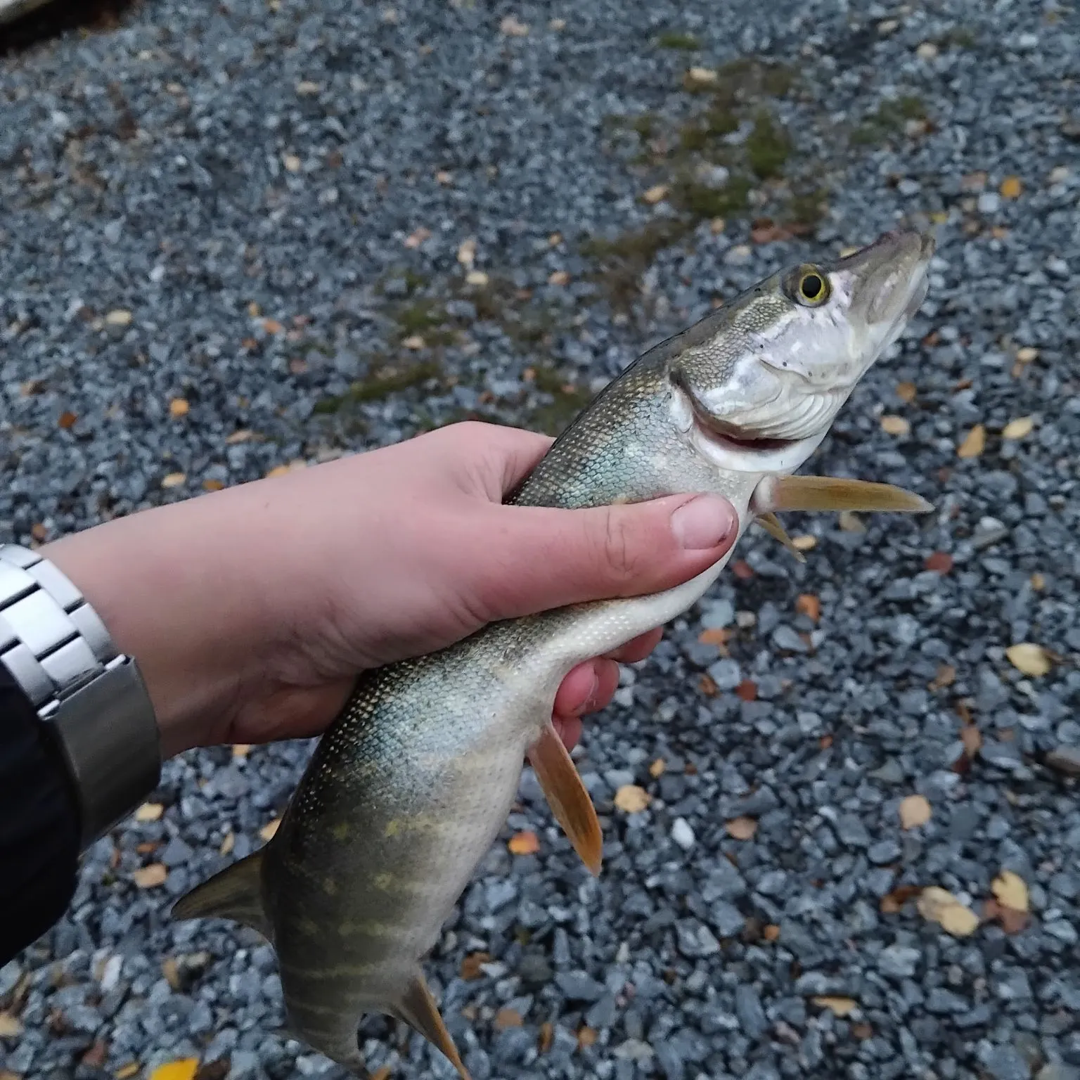 Northern pike caught on Fishbrain