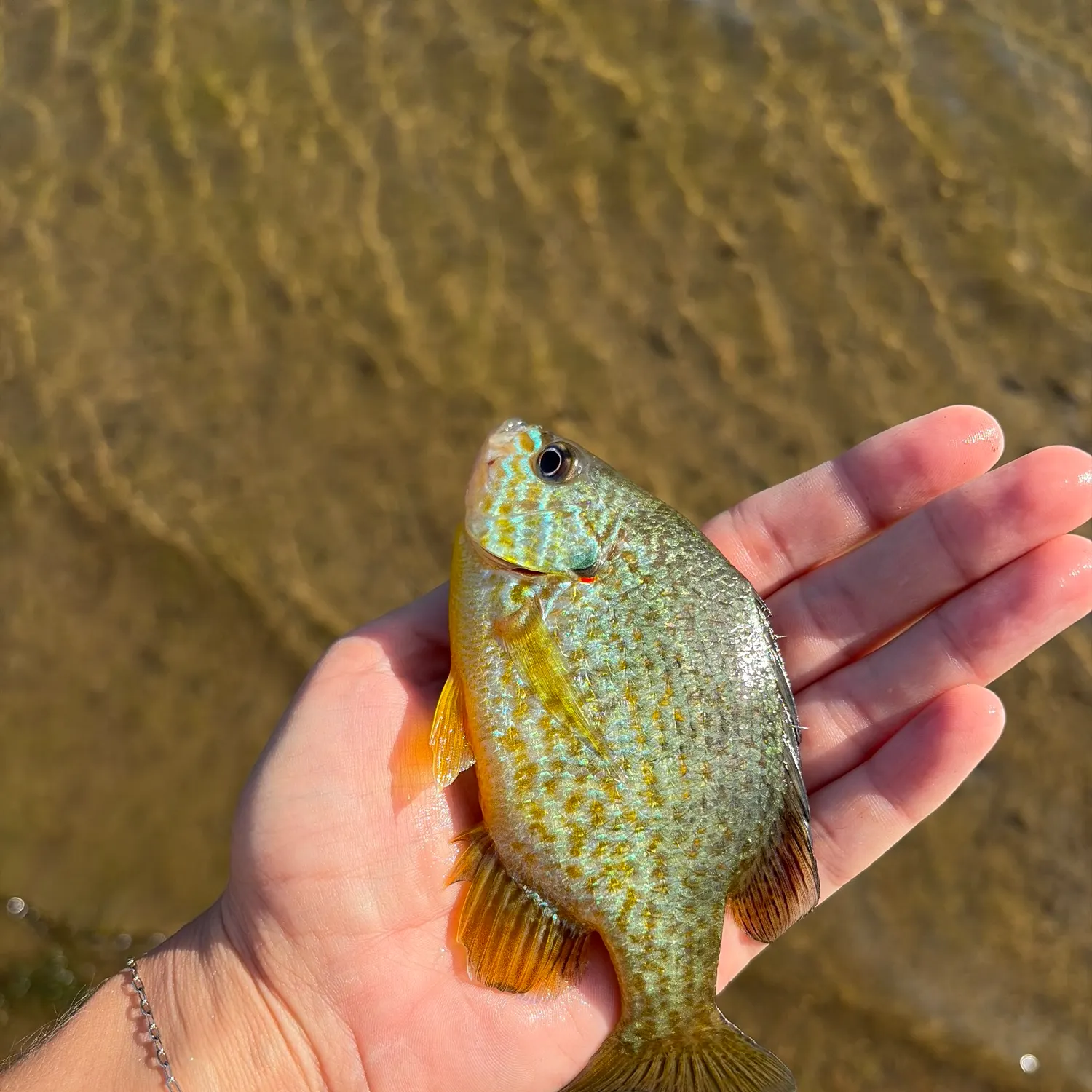 Pumpkinseed caught on Fishbrain