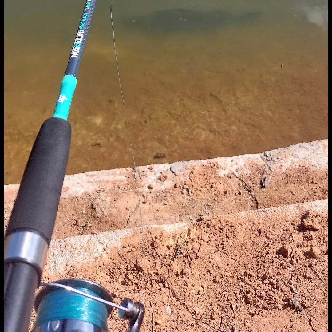 The most recent Spotted sorubim catches on Fishbrain
