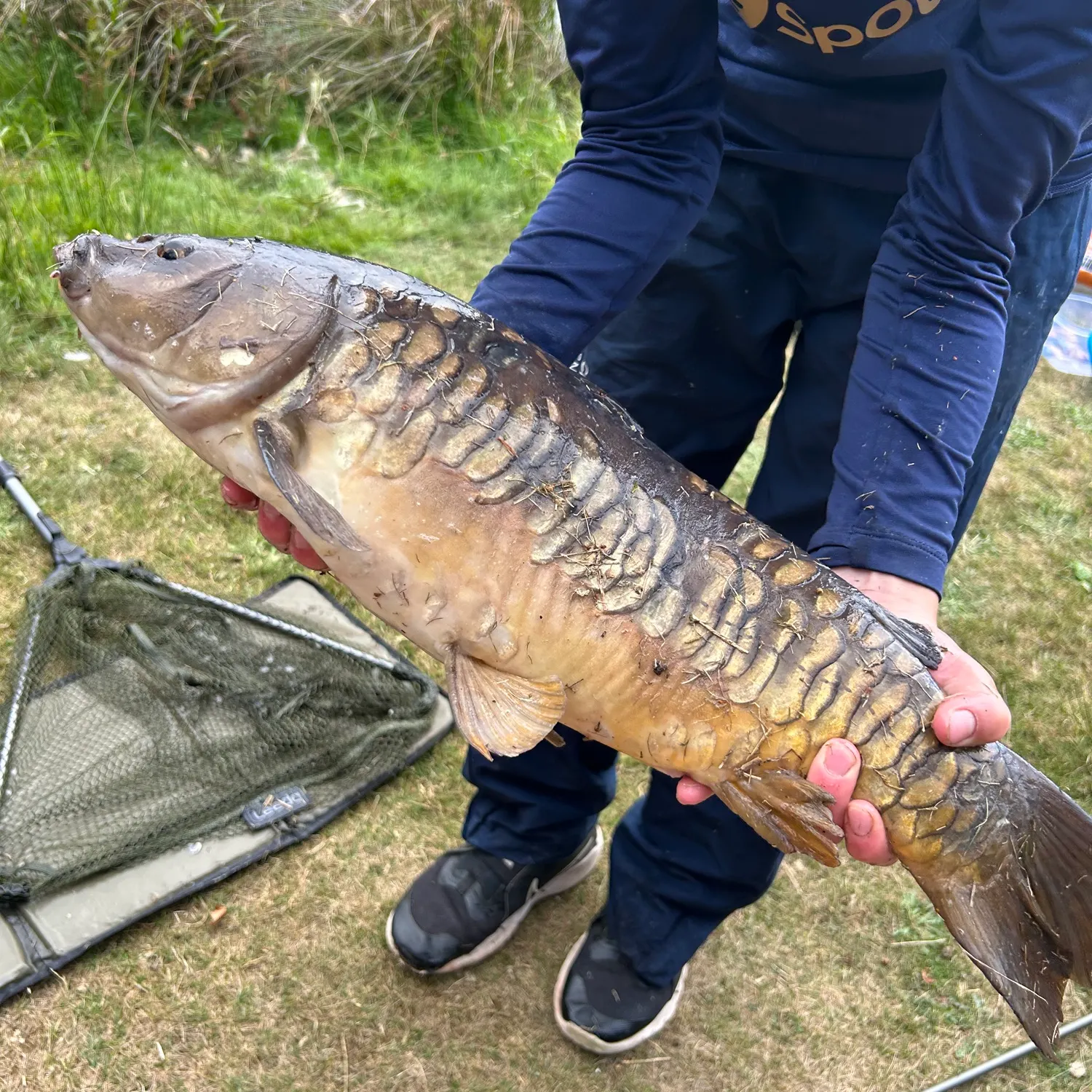 Mirror carp caught on Fishbrain