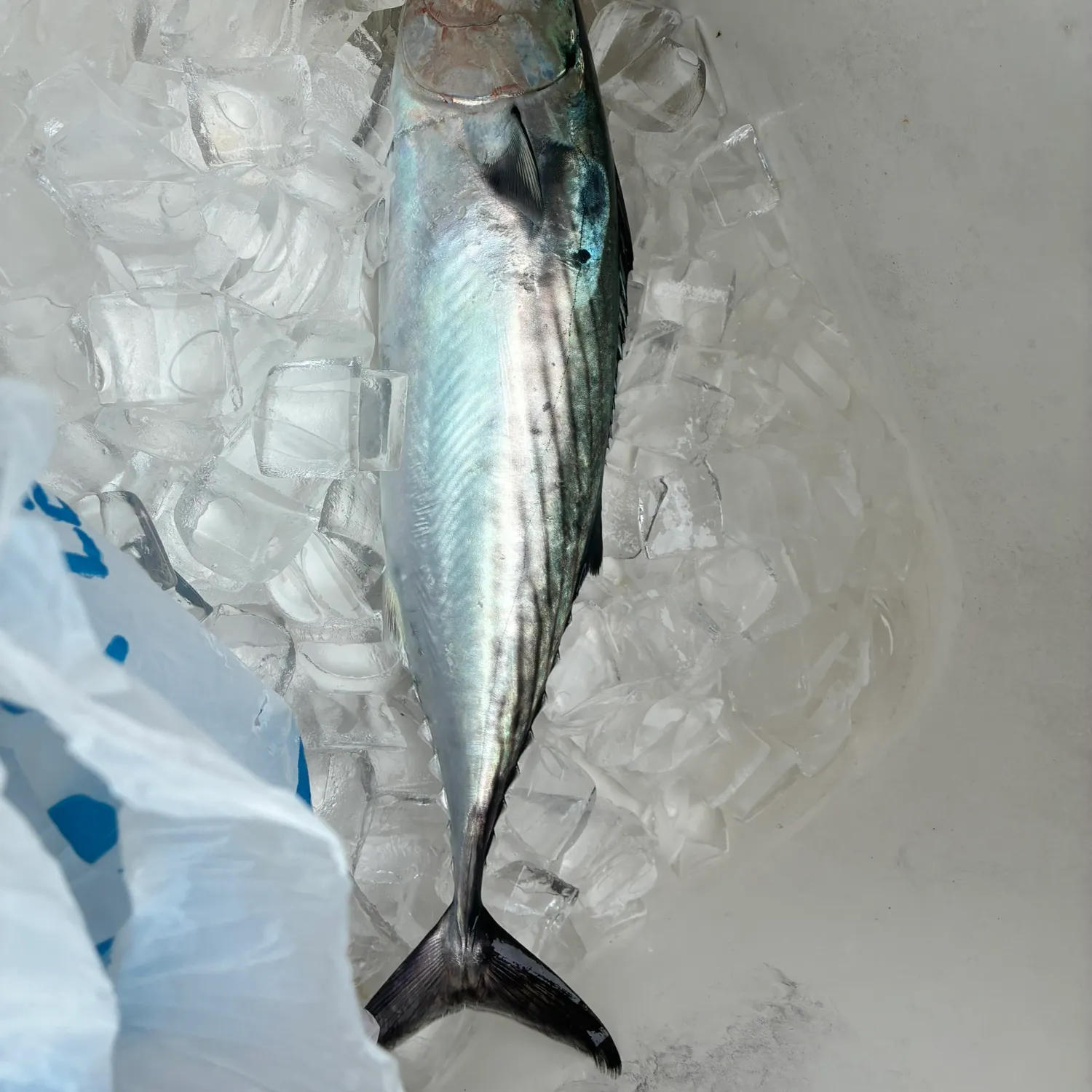 The most recent Pacific bonito catches on Fishbrain
