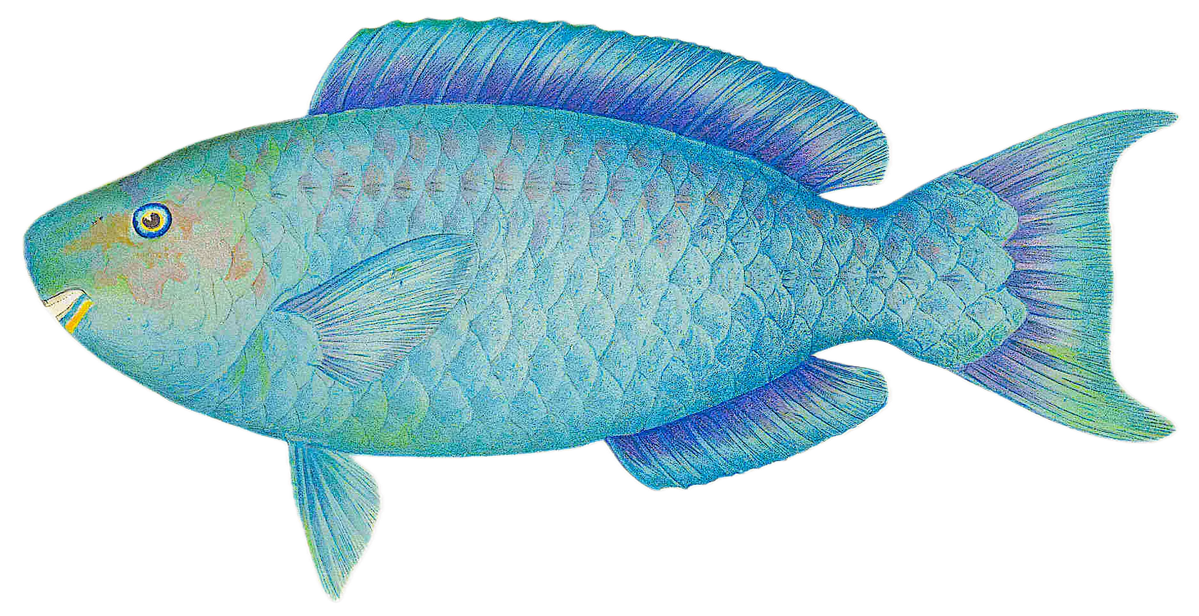 Blue parrotfish