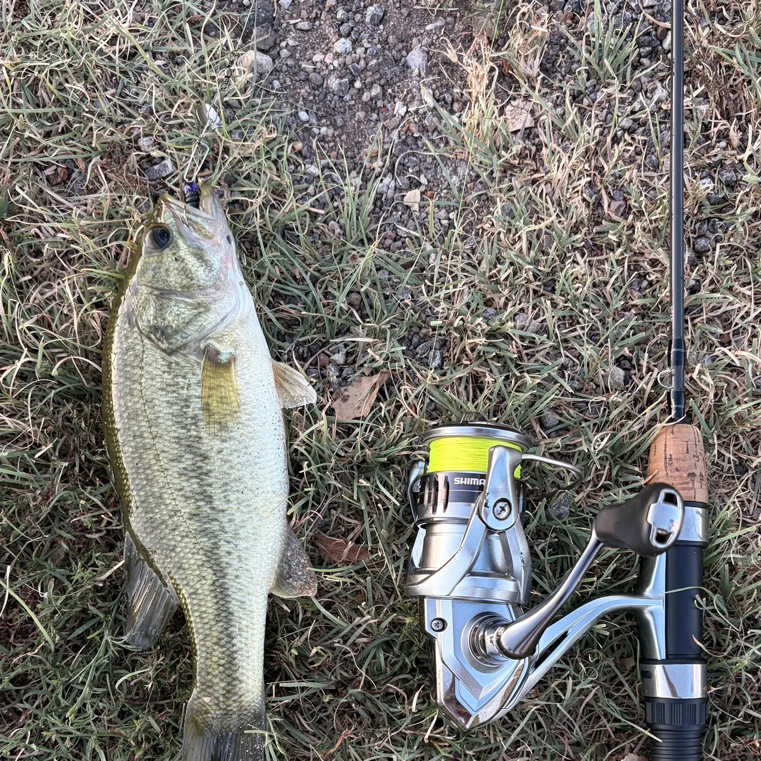 Largemouth bass caught on Fishbrain