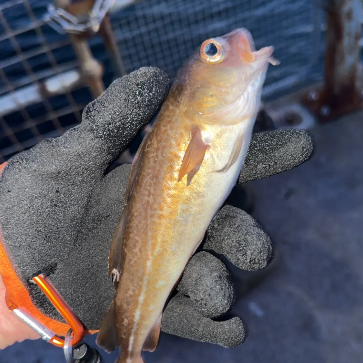 The most recent Red codling catches on Fishbrain