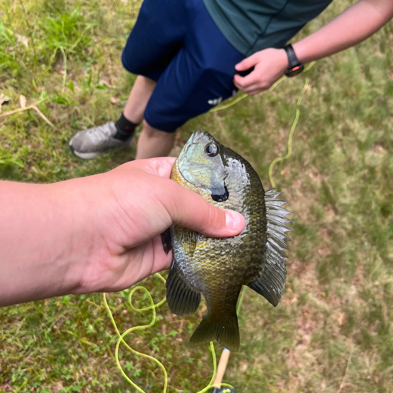 Bluegill caught on Fishbrain