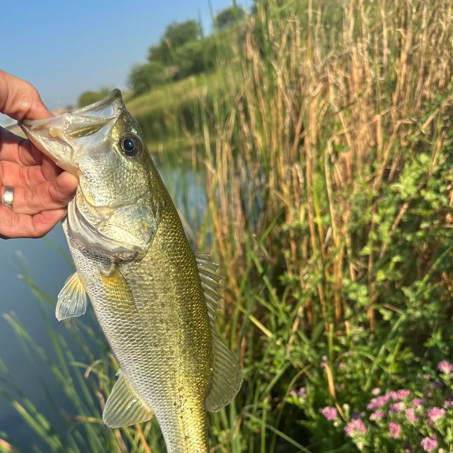 Largemouth bass caught on Fishbrain