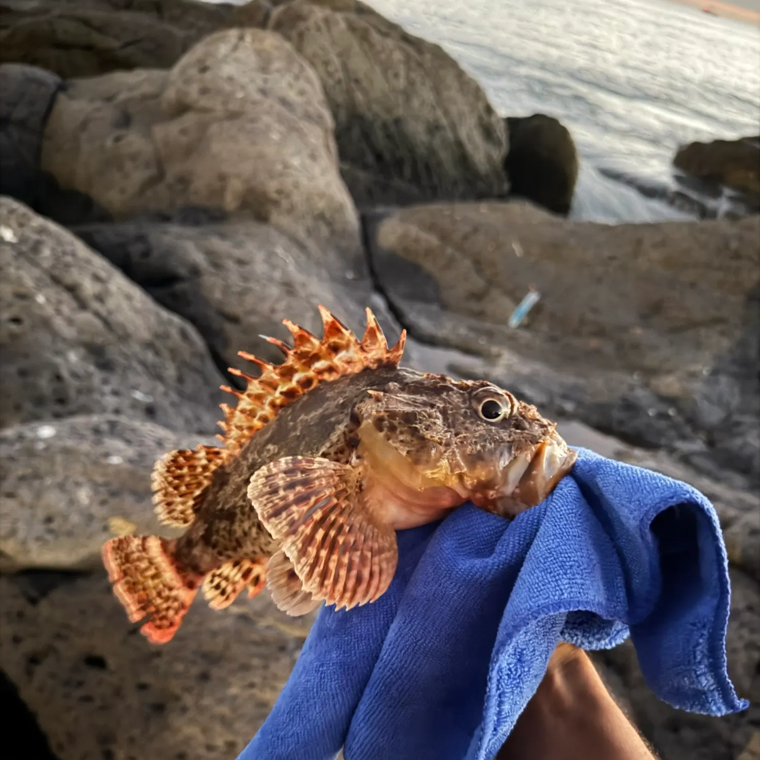 California scorpionfish caught on Fishbrain