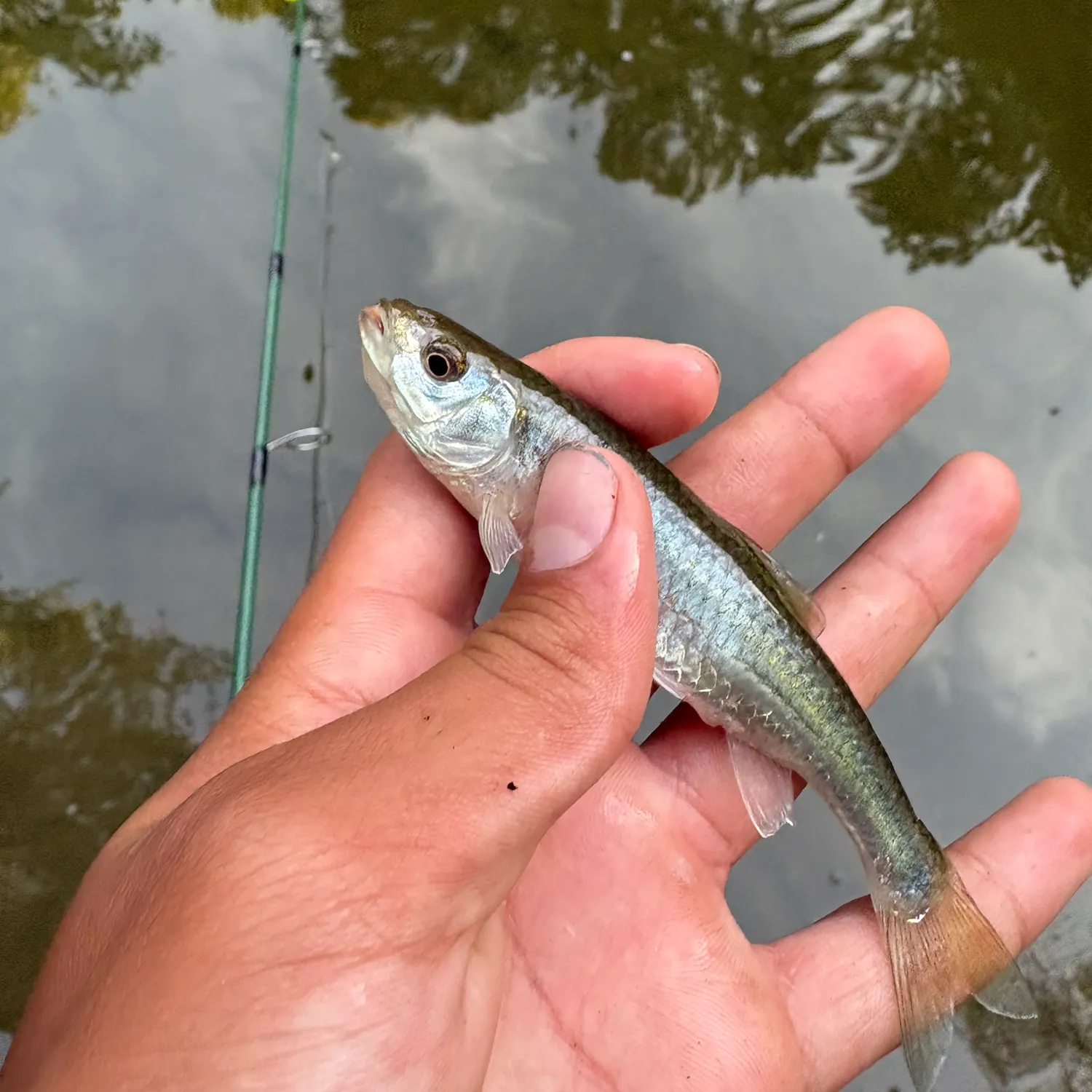 The most recent Sandbar shiner catches on Fishbrain