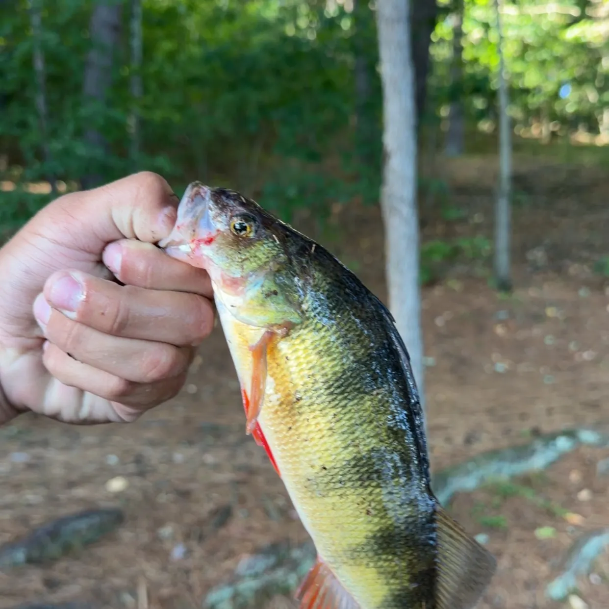 Yellow perch caught on Fishbrain