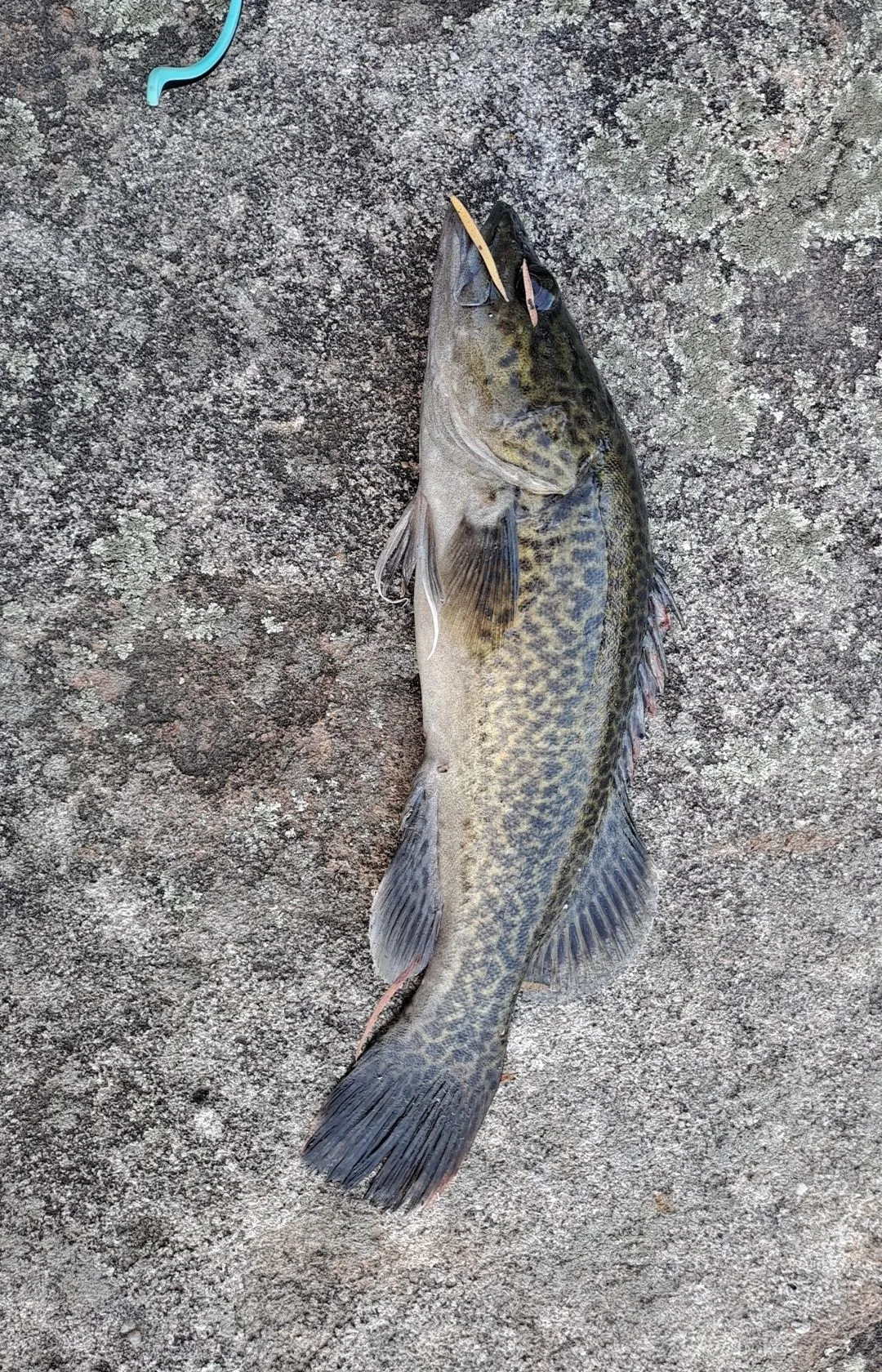 The most popular recent Mary River cod catch on Fishbrain