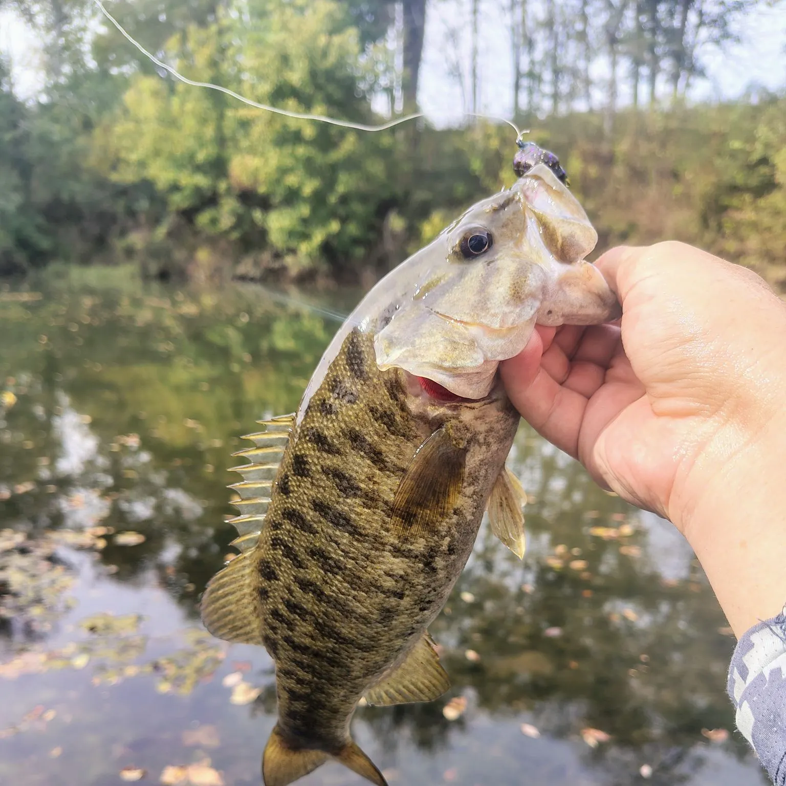 Smallmouth bass caught on Fishbrain