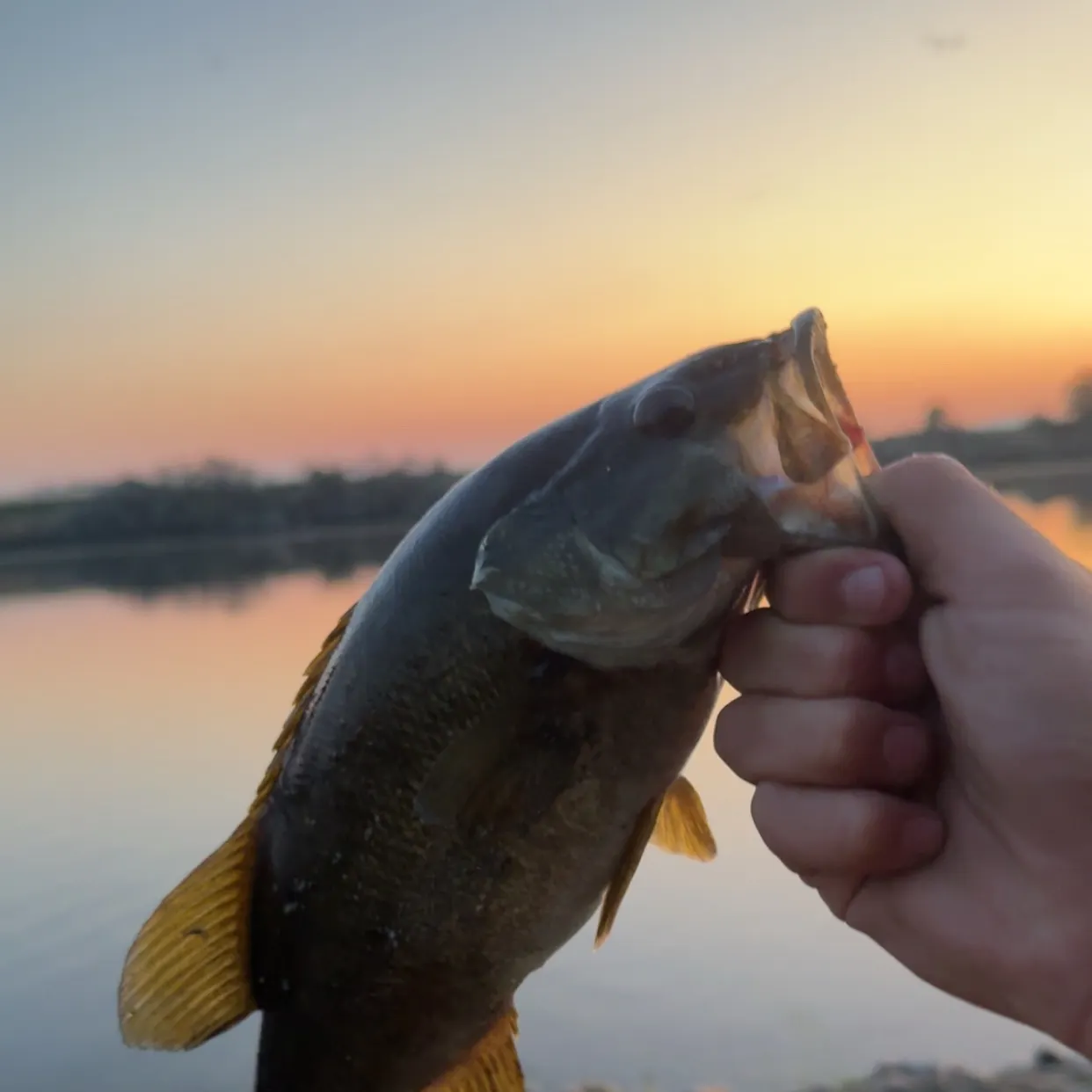 Smallmouth bass caught on Fishbrain