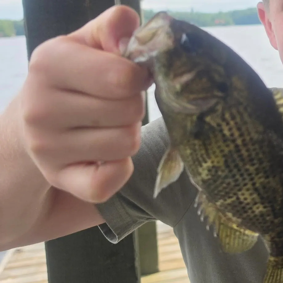 Smallmouth bass caught on Fishbrain