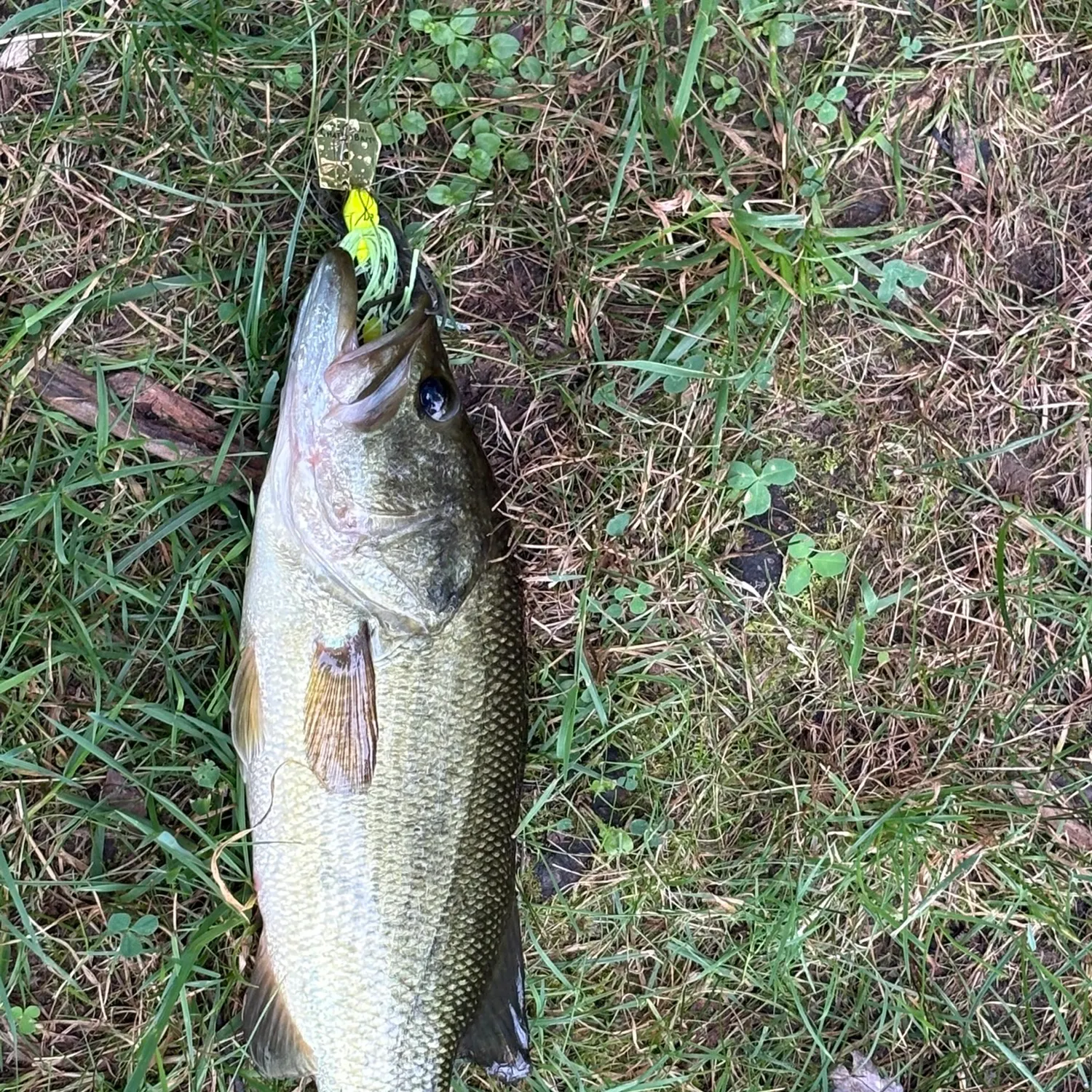 Fish caught on Fishbrain