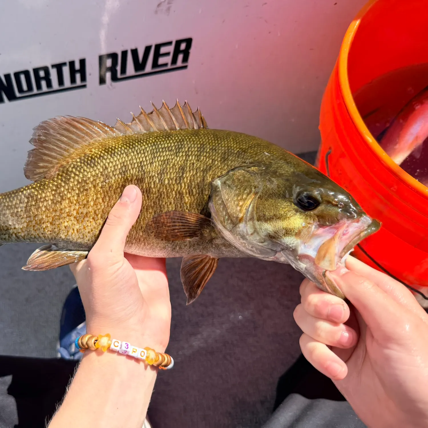Smallmouth bass caught on Fishbrain
