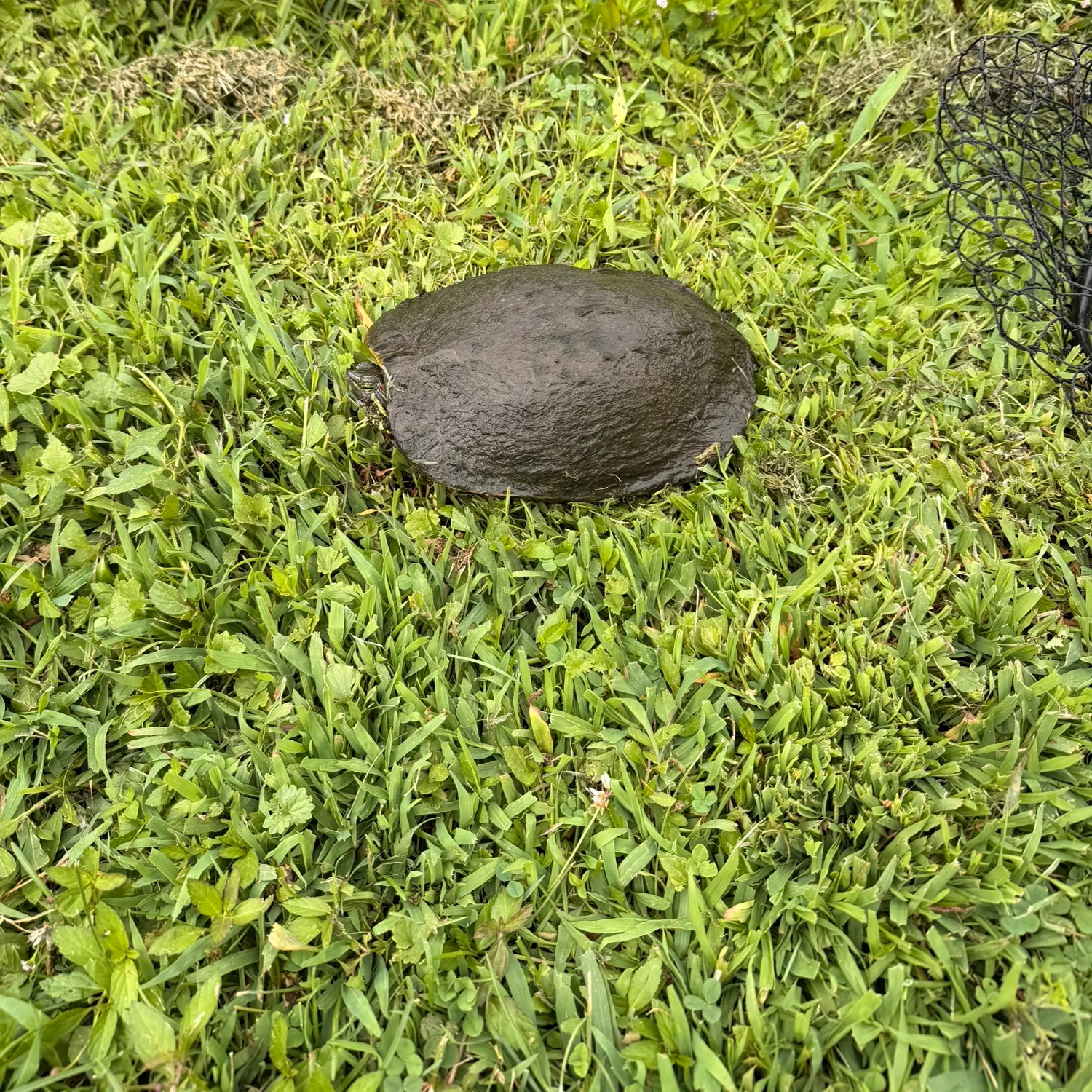 The most recent River cooter turtle catches on Fishbrain