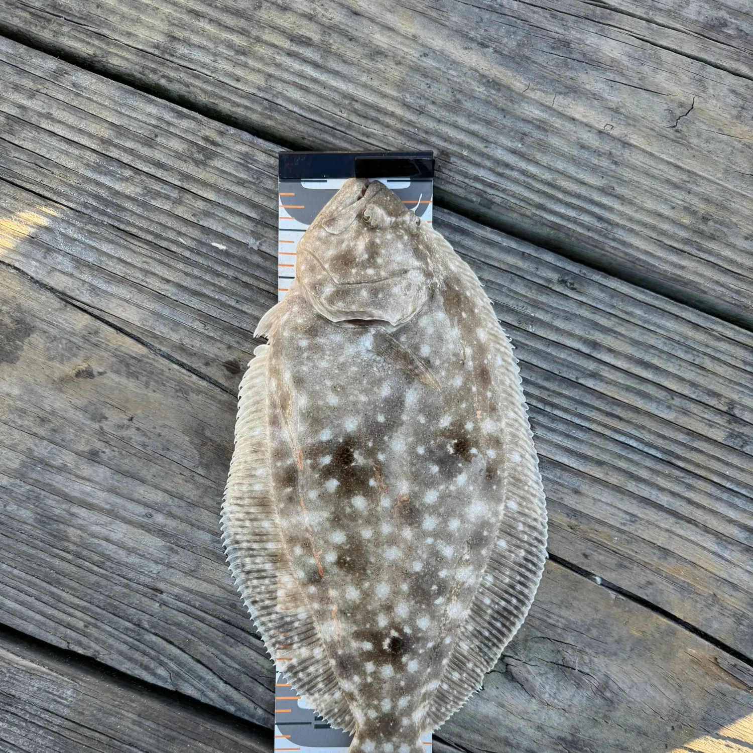 The most recent Gulf flounder catches on Fishbrain