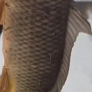 The most recent Common carp catches on Fishbrain