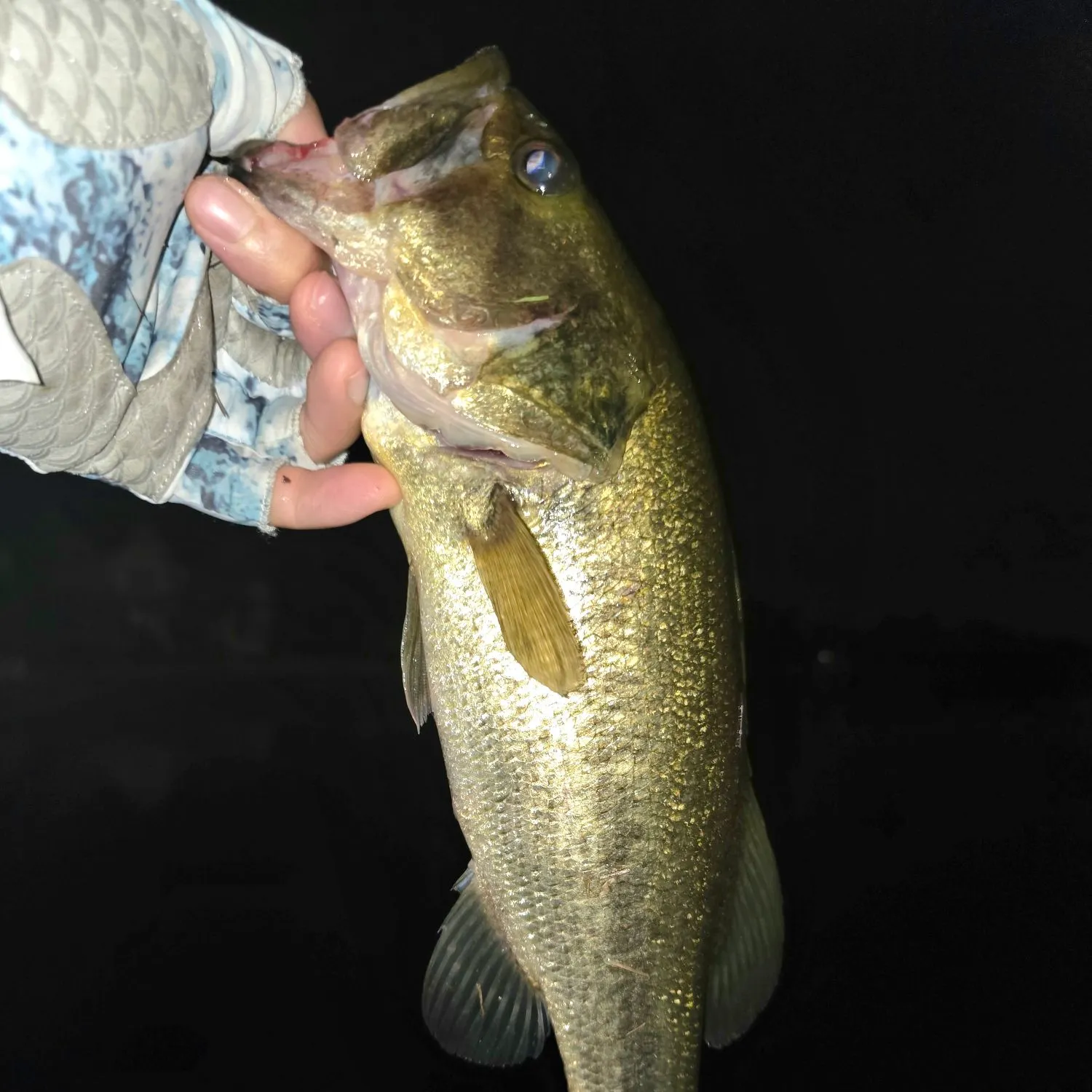Largemouth bass caught on Fishbrain