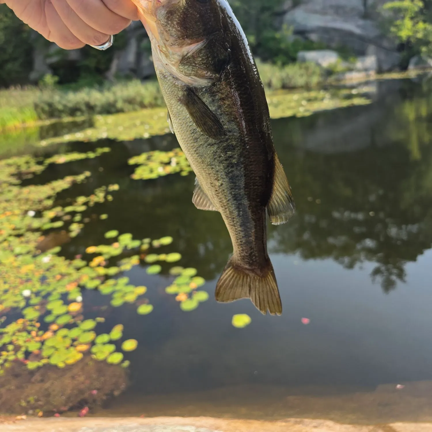 Largemouth bass caught on Fishbrain