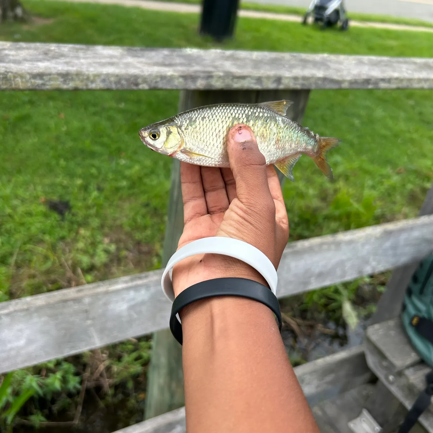 Golden shiner caught on Fishbrain