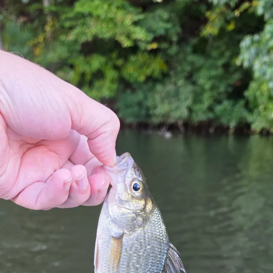 White perch caught on Fishbrain