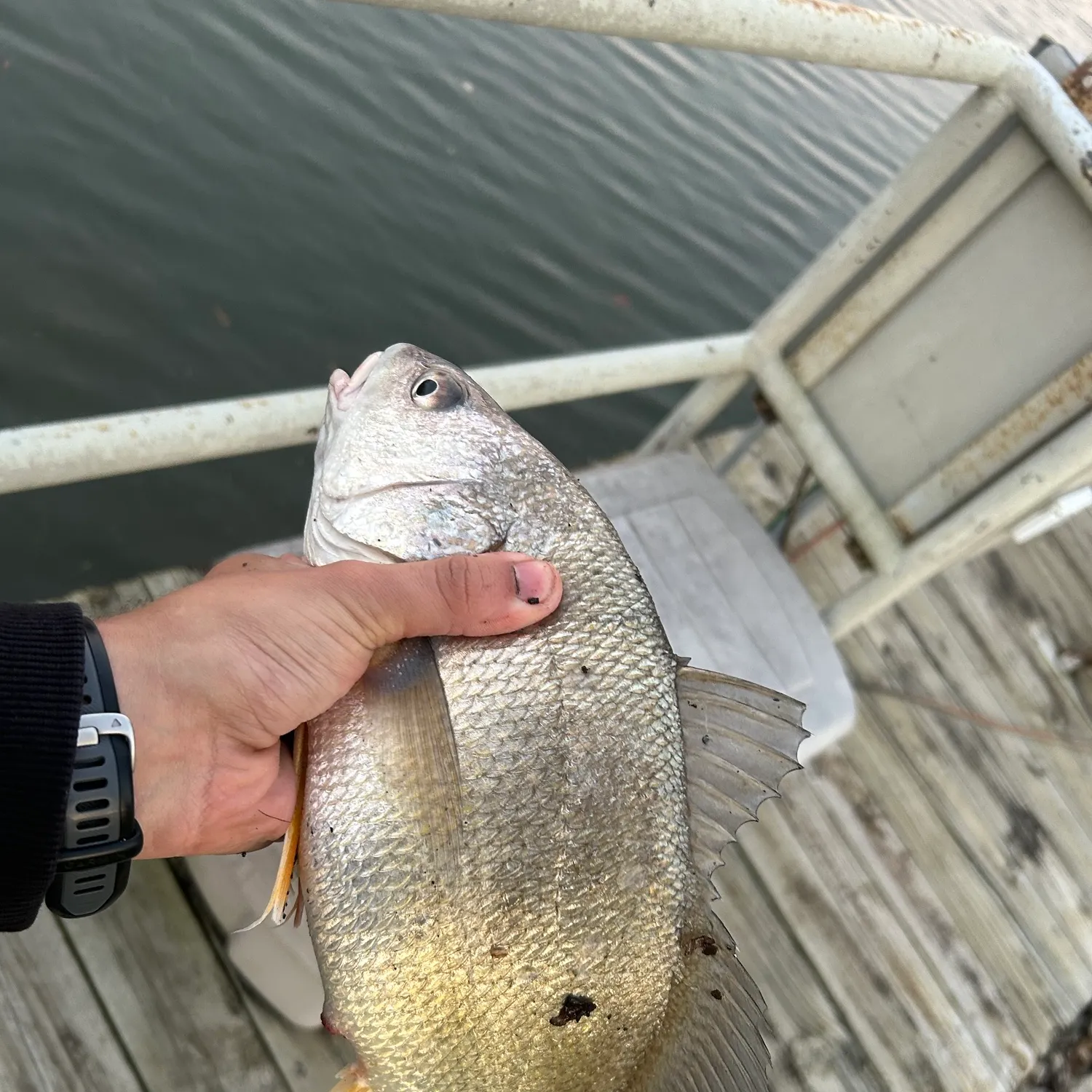 Freshwater drum caught on Fishbrain