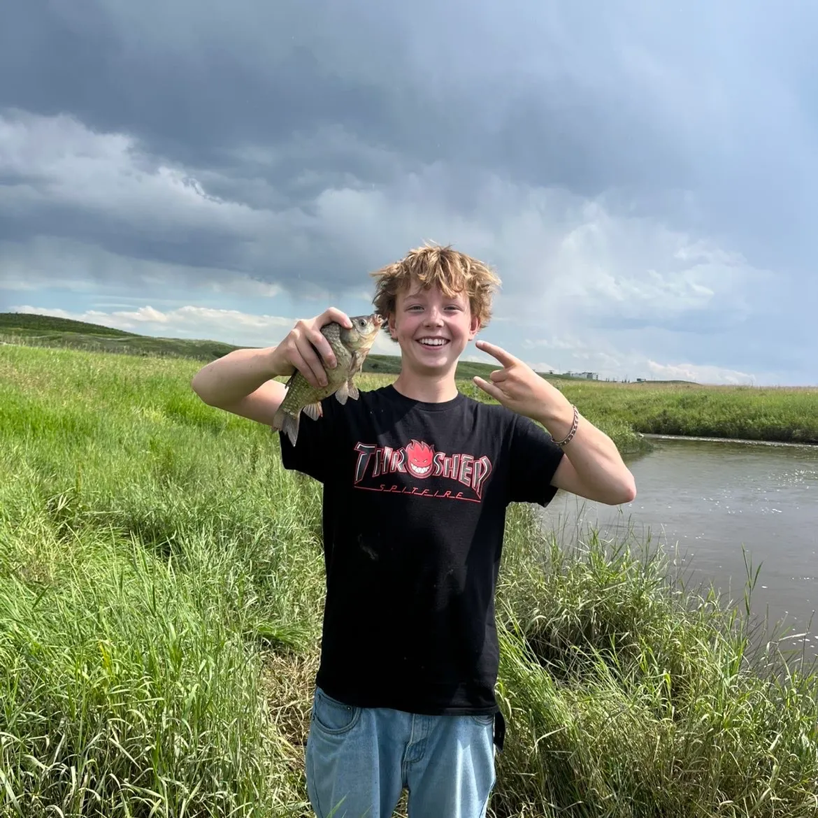 The most recent Prussian carp catches on Fishbrain