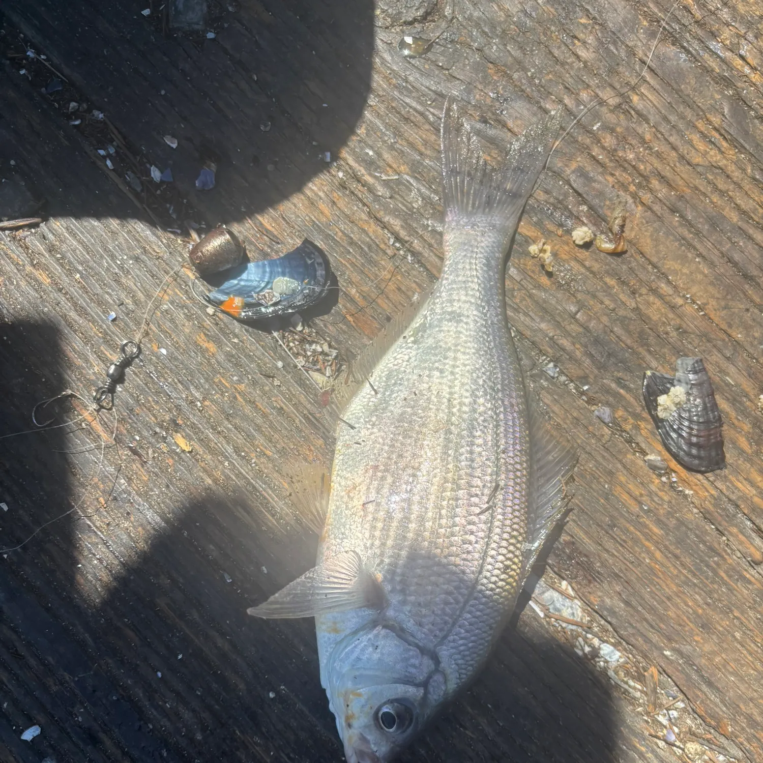 The most recent Pile perch catches on Fishbrain