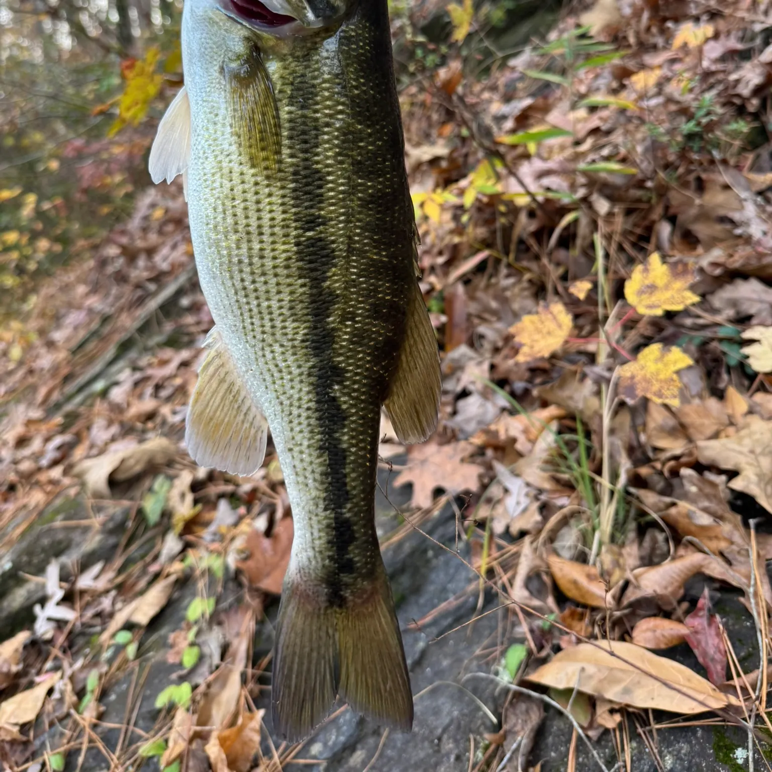 Alabama bass caught on Fishbrain