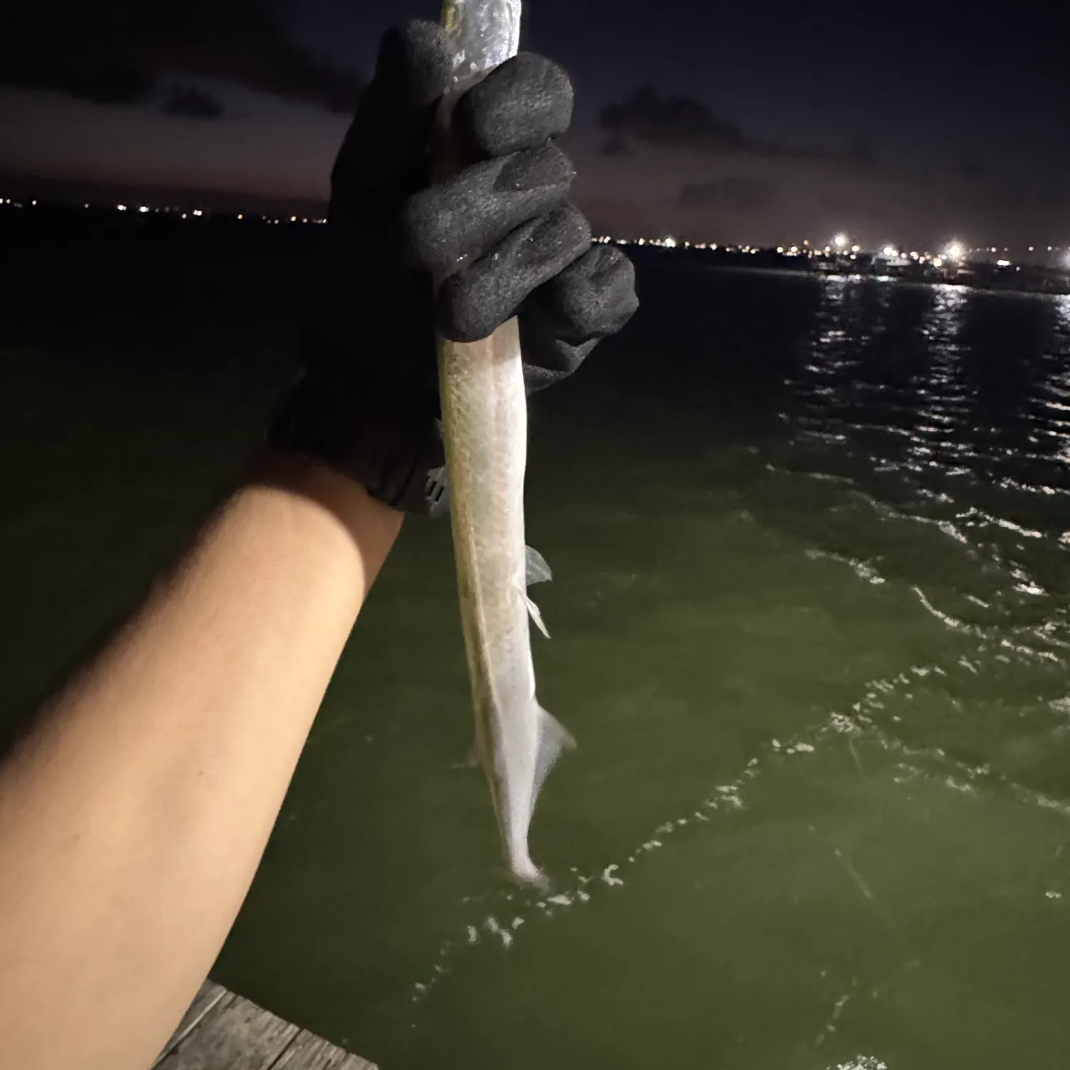 Flat needlefish caught on Fishbrain