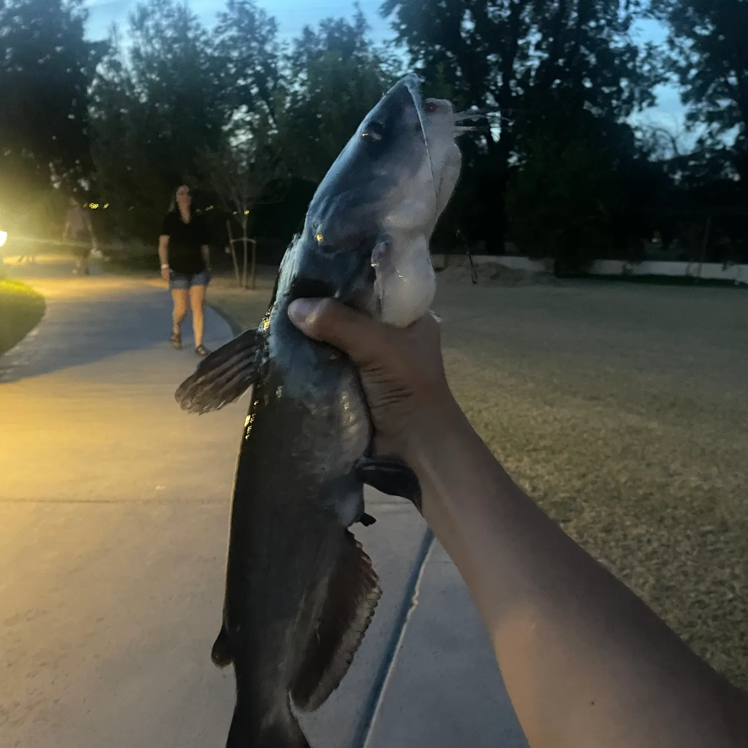 Channel catfish caught on Fishbrain