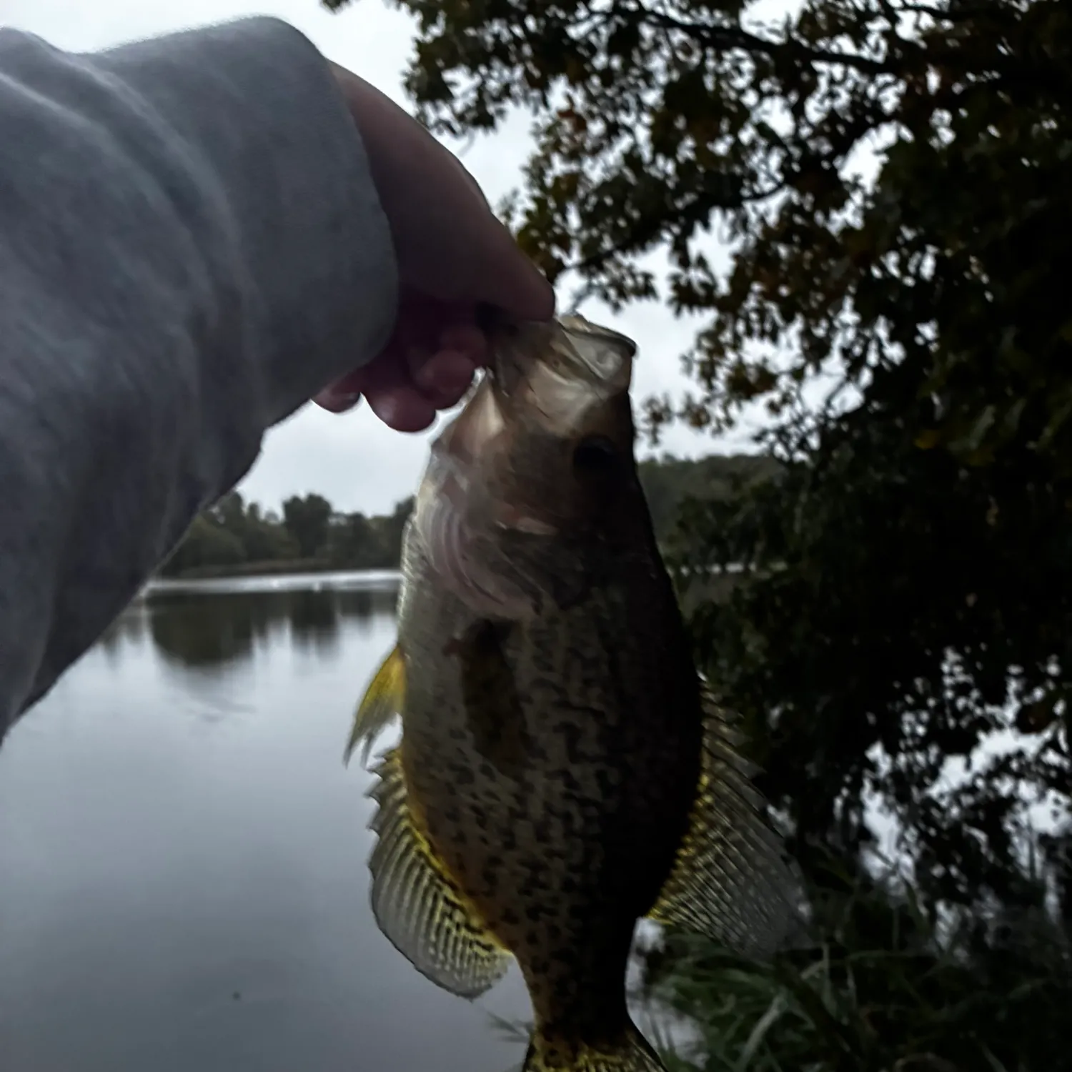 Black crappie caught on Fishbrain