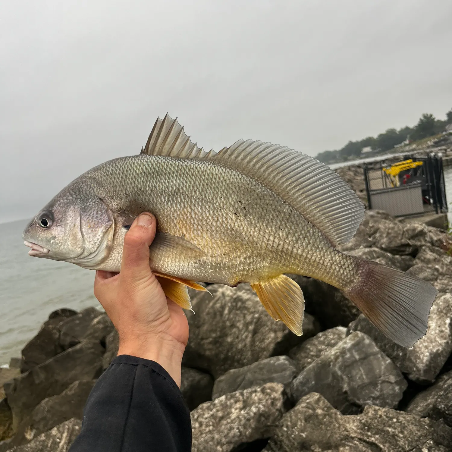 Freshwater drum caught on Fishbrain