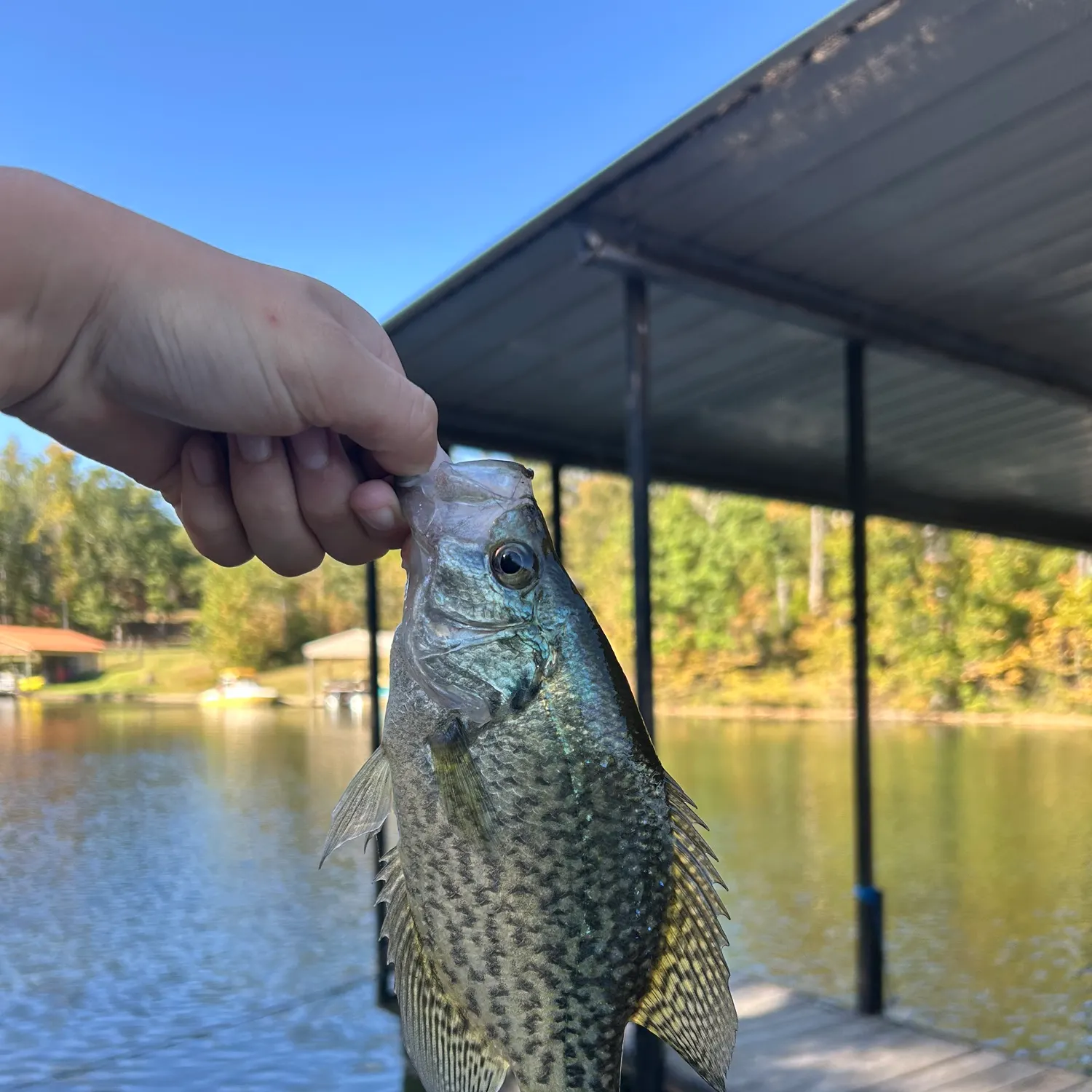 Black crappie caught on Fishbrain