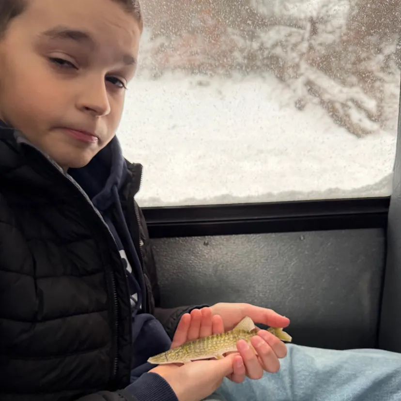 The most recent Chain pickerel catches on Fishbrain