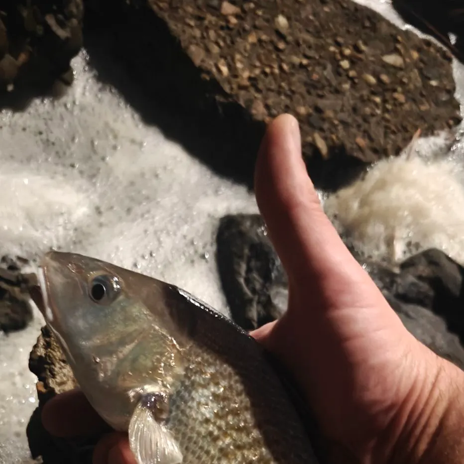 Atlantic croaker caught on Fishbrain
