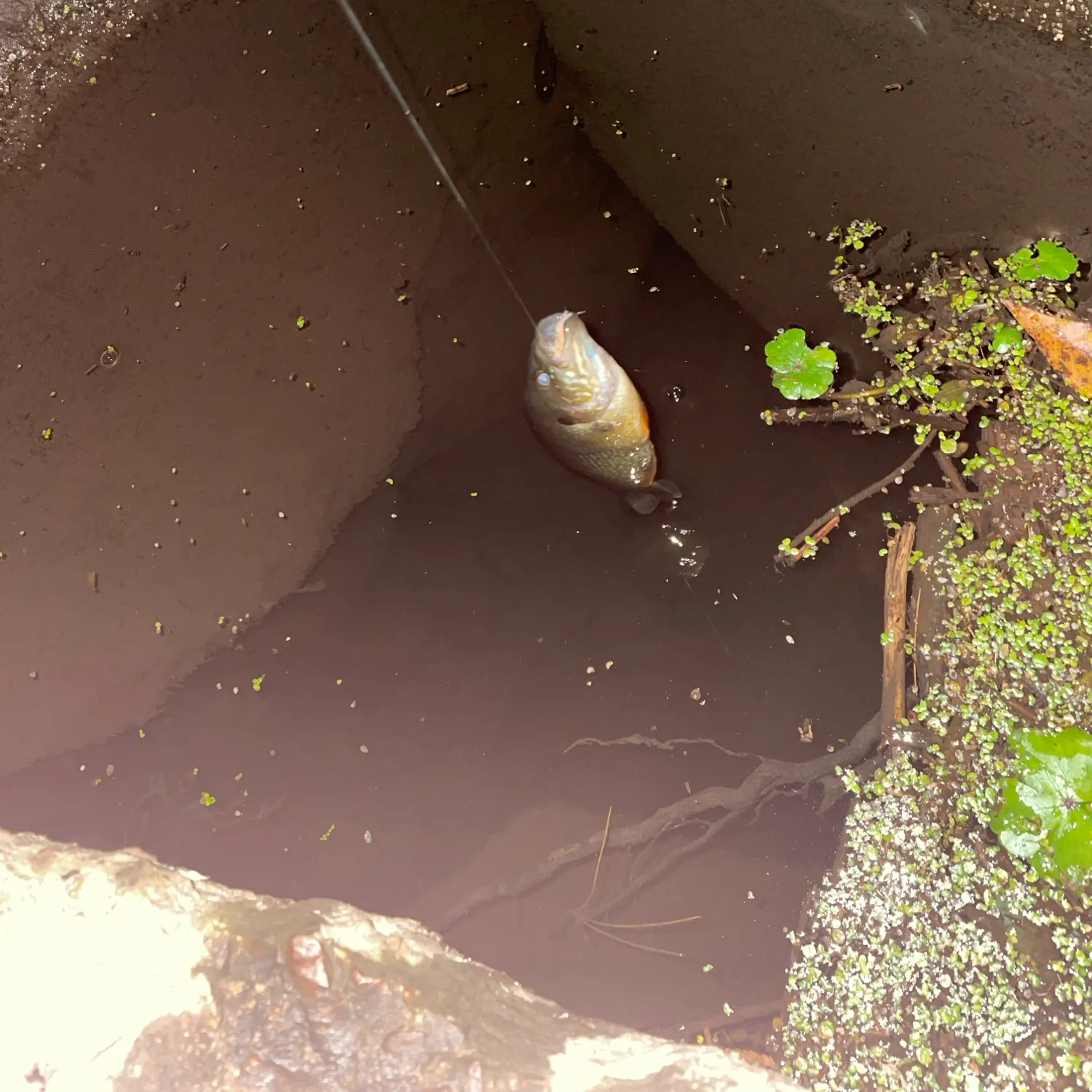 Green sunfish caught on Fishbrain