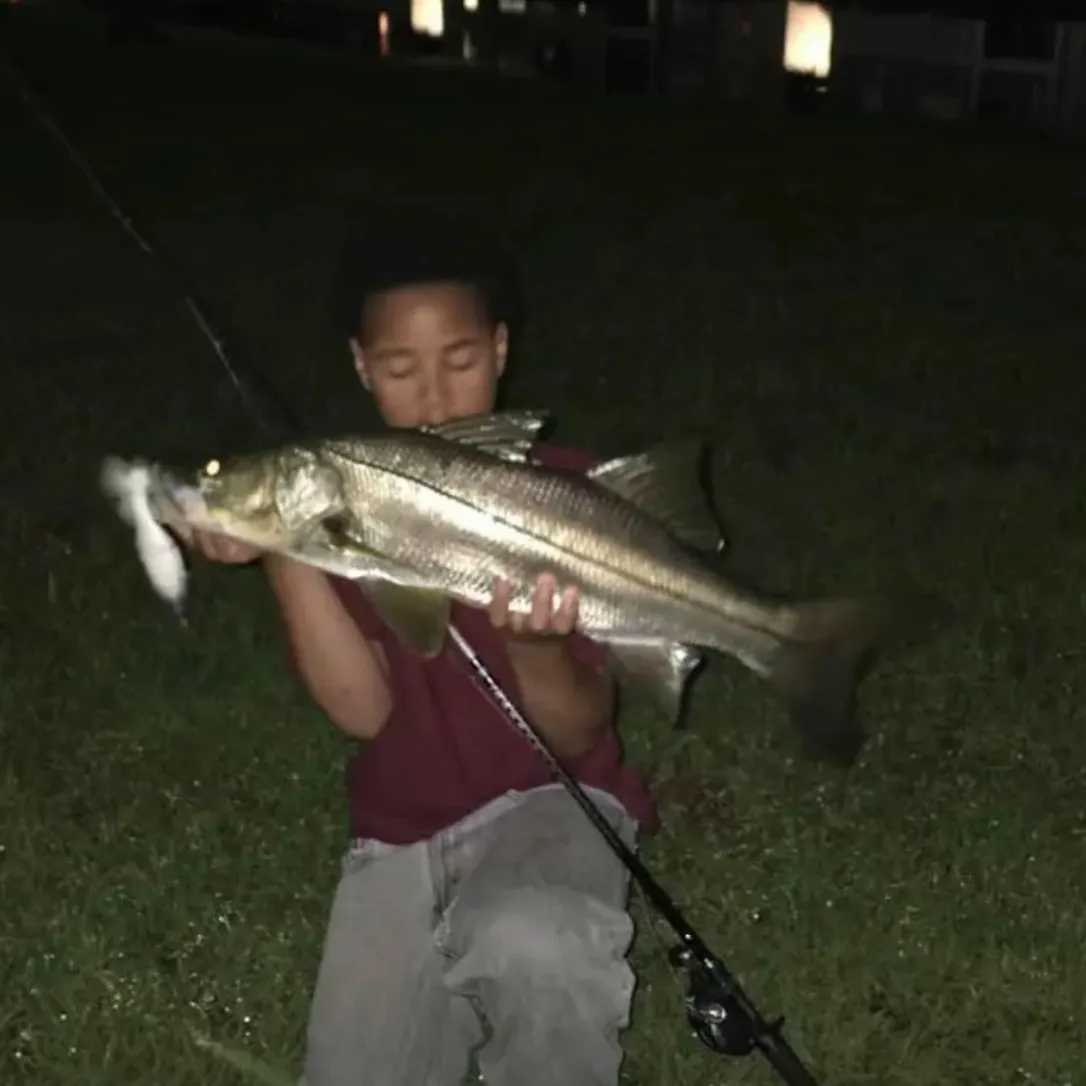 Common snook caught on Fishbrain